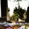 Acelerar a Decomposição Orgânica em Cemitérios